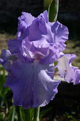 Mary Frances