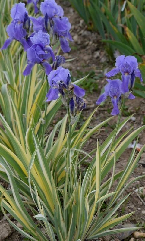Iris pallida aurea variegata