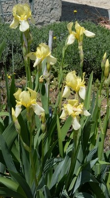 Flavescens