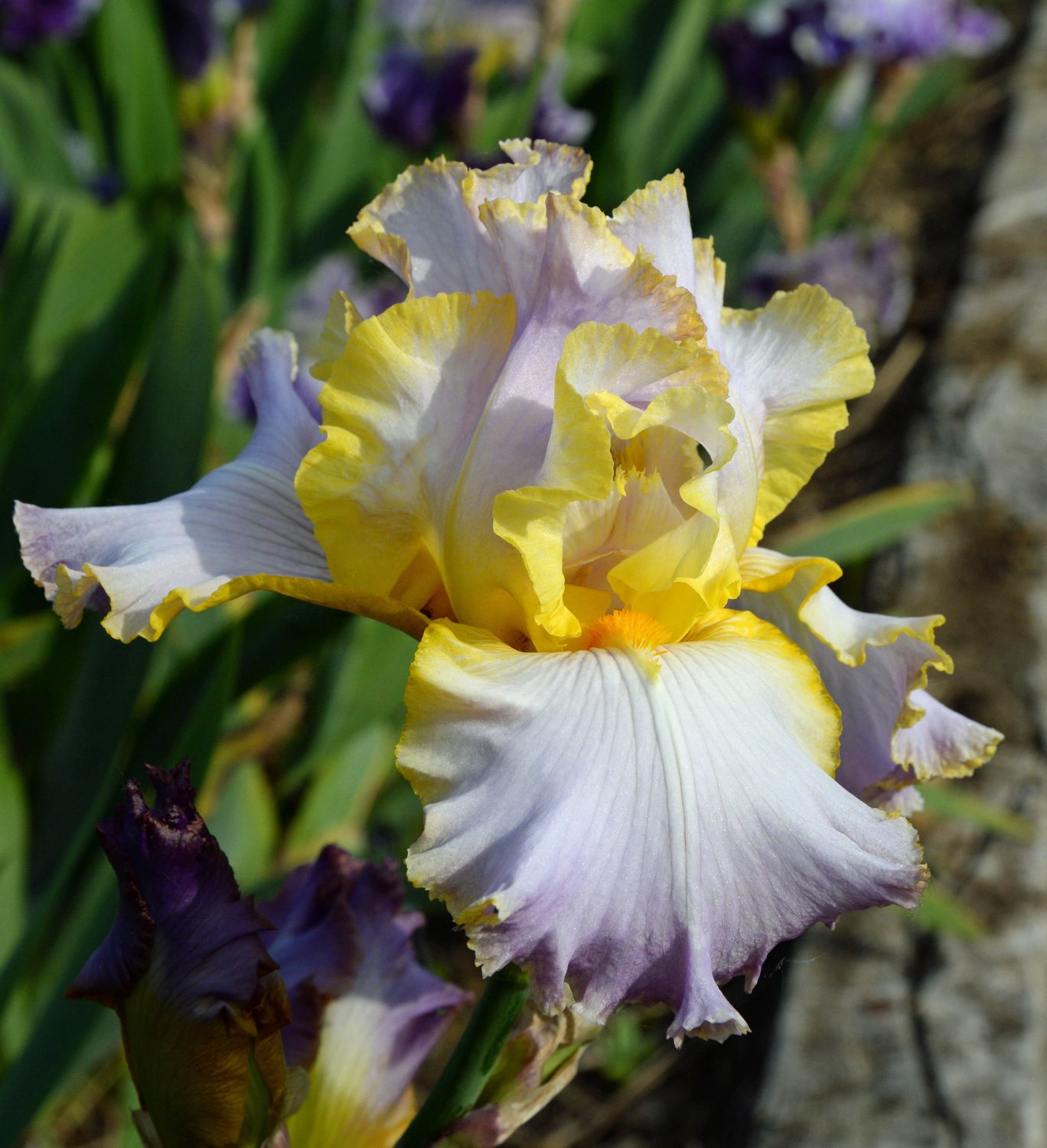 All About Spring