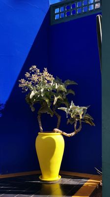Bleu Majorelle