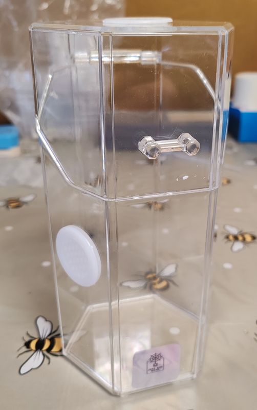 Jumping spider acrilic enclosure