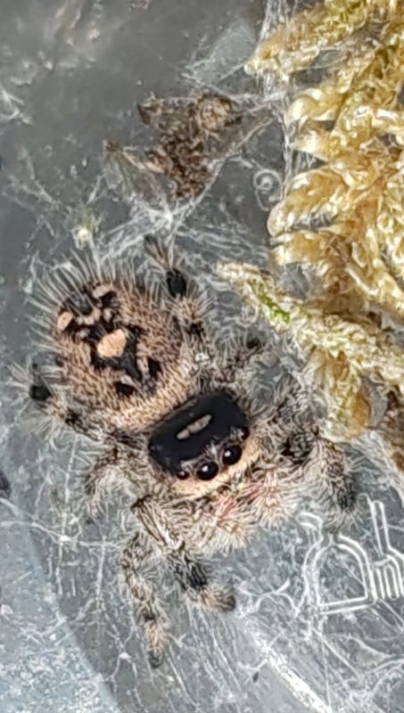Phidippus Regius Florida