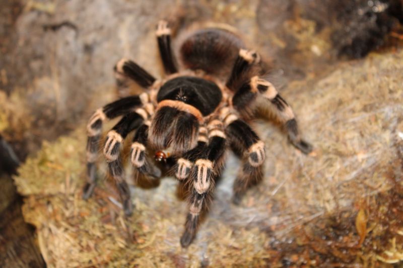 Acanthoscurria geniculata (Brazilian whiteknee)
