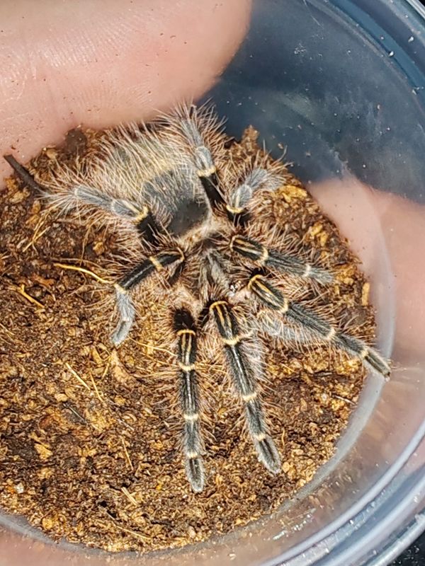 Grammastola pulchiripes (Chaco golden knee)