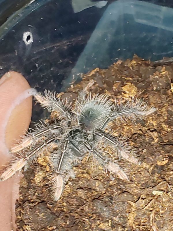 Theraphosa apophysis (Pinkfoot goliath)
