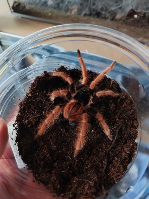 Megaphobema robustum (Colombian giant redleg)