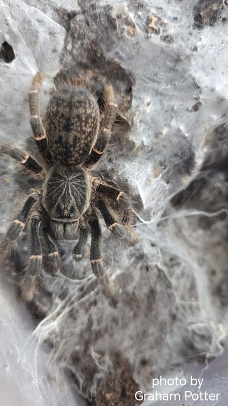 Pterinochilus sp Arusha