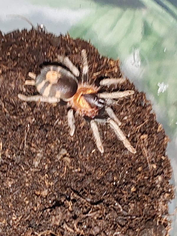 Cyriocosmus elegans (Trinidad dwarf love heart tarantula)