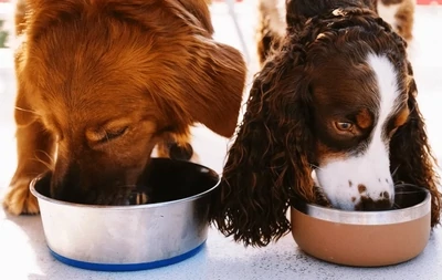 Dry Food