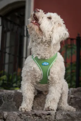 Dog Collars, Harnesses, Leashes