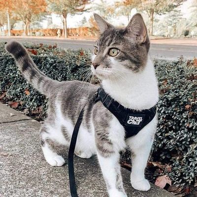 Cat Collars, Harnesses, Leashes