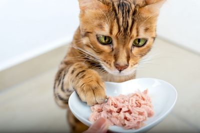 Wet Food