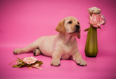 Valentine's Collection