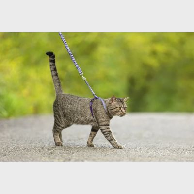 Come With Me Kitty™ Cat Harness &amp; Bungee Leash