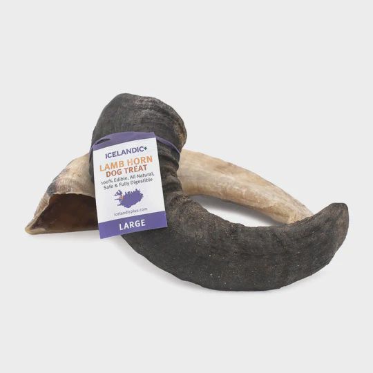 Icelandic+ Lamb Horn, Large