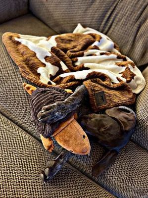 Tall Tails Blanket (30&quot;x40&quot;)