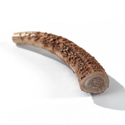 Buck Bone Elk Antler - Whole