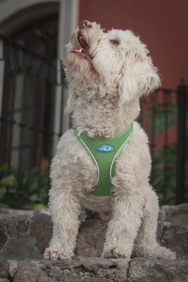 Plush USA Harness Vest