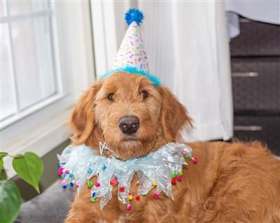 MP Party Pom Pom Collar