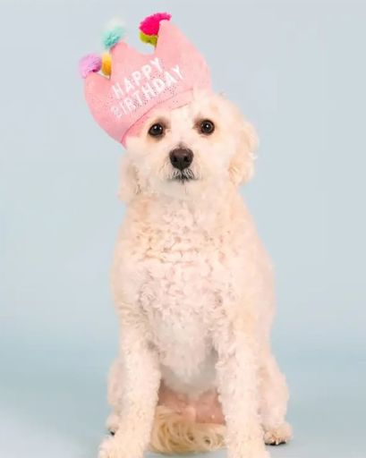 If the Crown Fits Plush Dog Toy