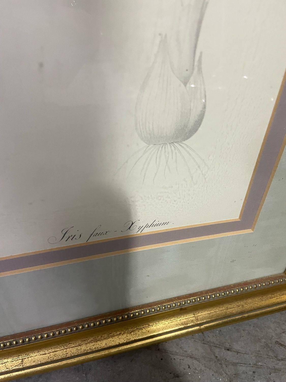 Iris- Botanical Art Set