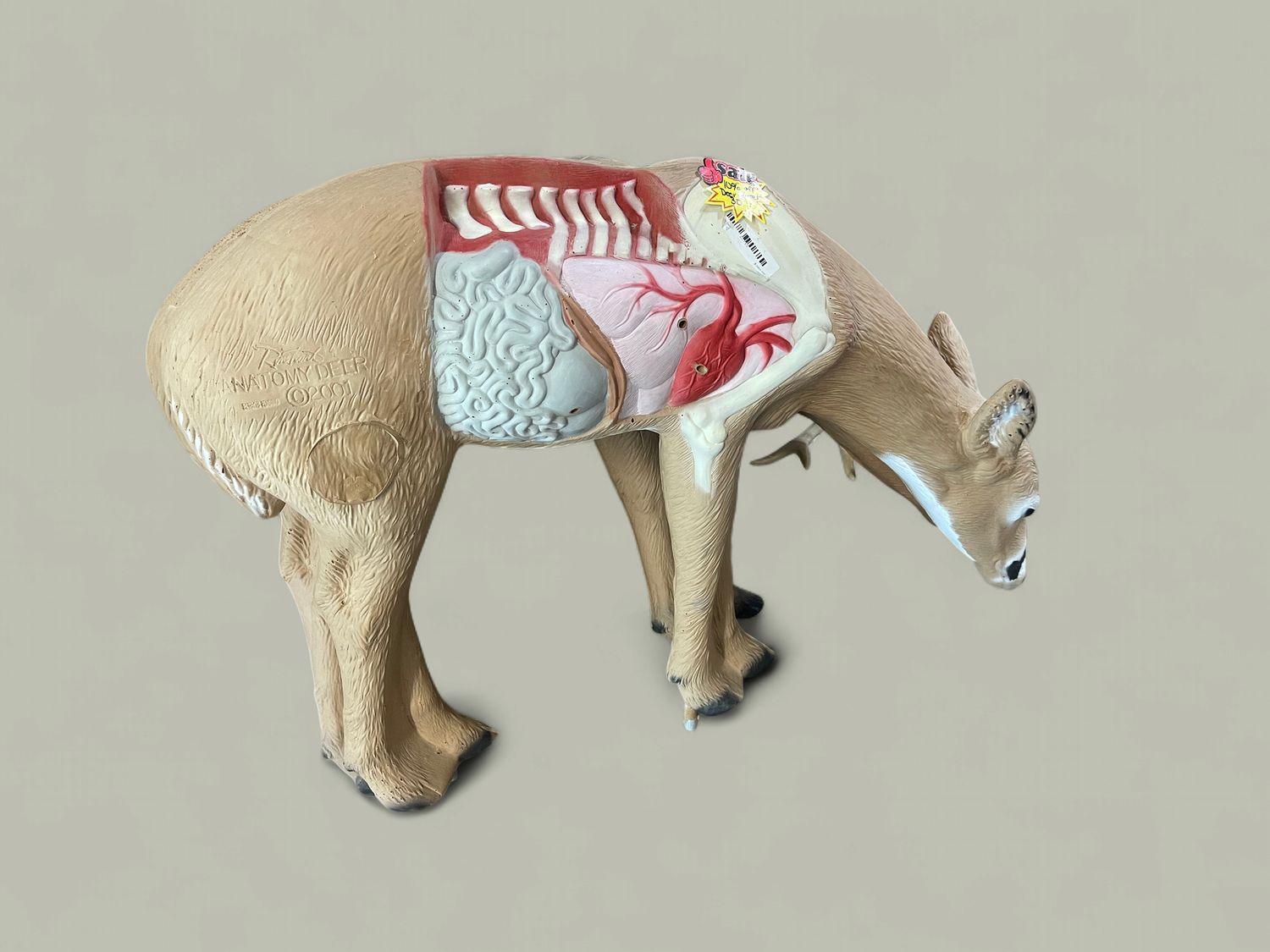 Anatomy Deer