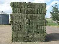 Hay