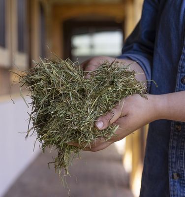 Forage