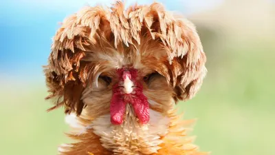 Poultry