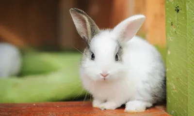 Rabbit Feed