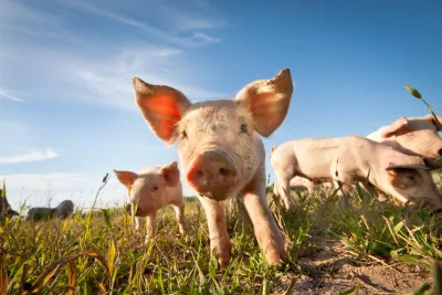 Pig Feed
