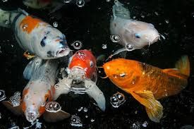 Fish Feed