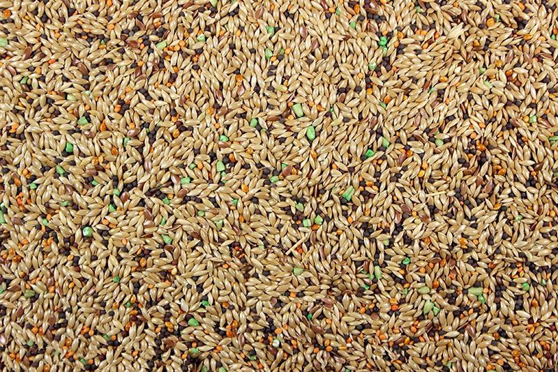 Royal Canary, Size: 25#