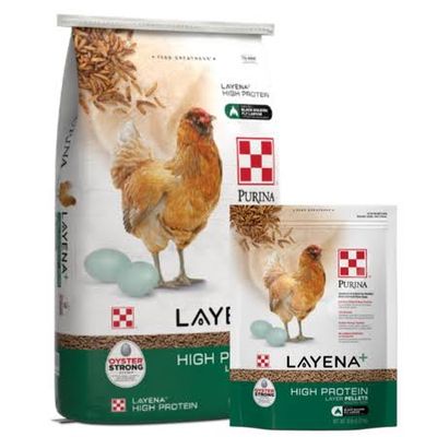 Layena High Protein