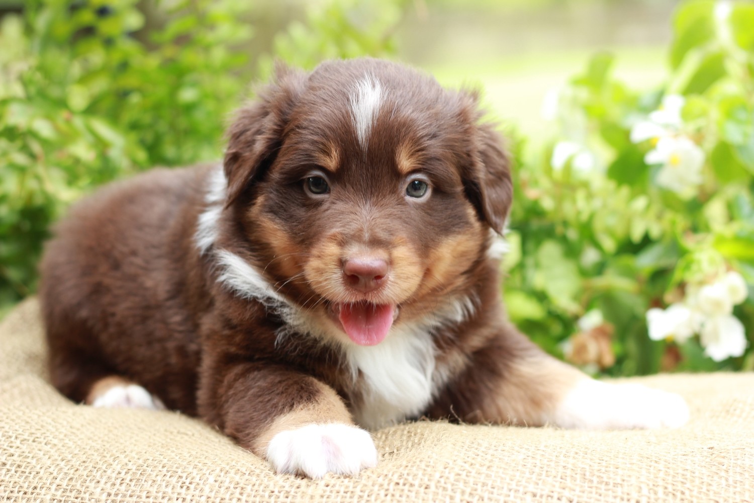 Puppy Reservation Puppy Reservation