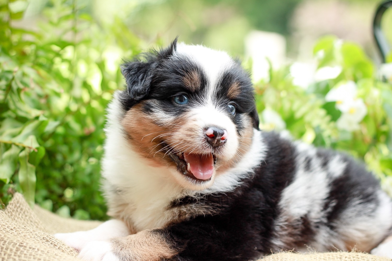 Remaining Half of Puppy Reservation