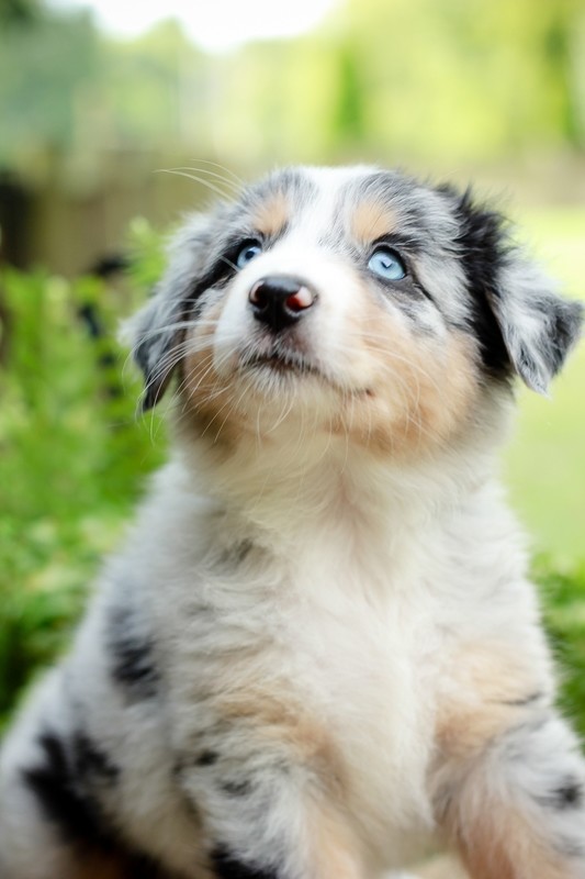 Puppy Dues