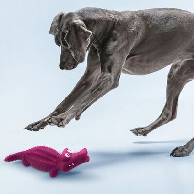 Hunde leker