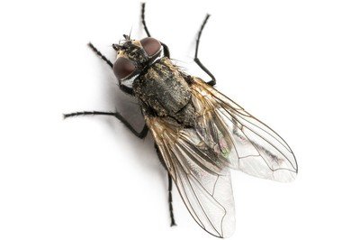 Bug Spray - Natural