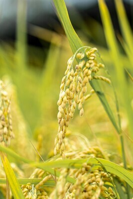 Rice &amp; Flour