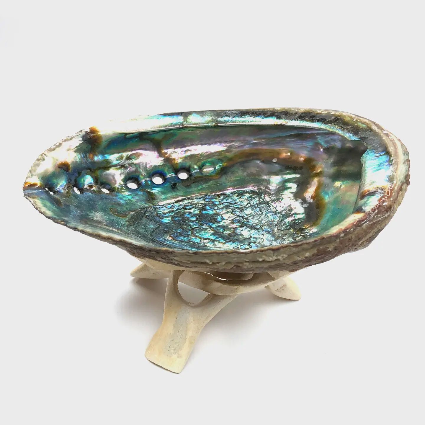 Abalone Shell (5-6&quot;) + Natural Tripod Wooden Stand