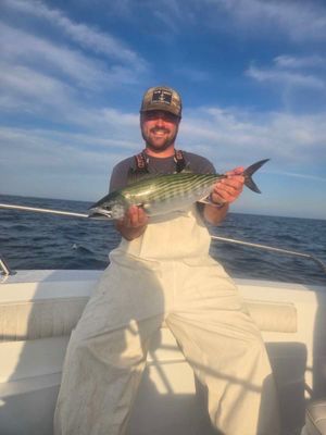 Bonito / False Albacore