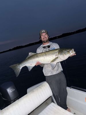 Striped Bass
