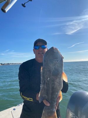 Tautog
