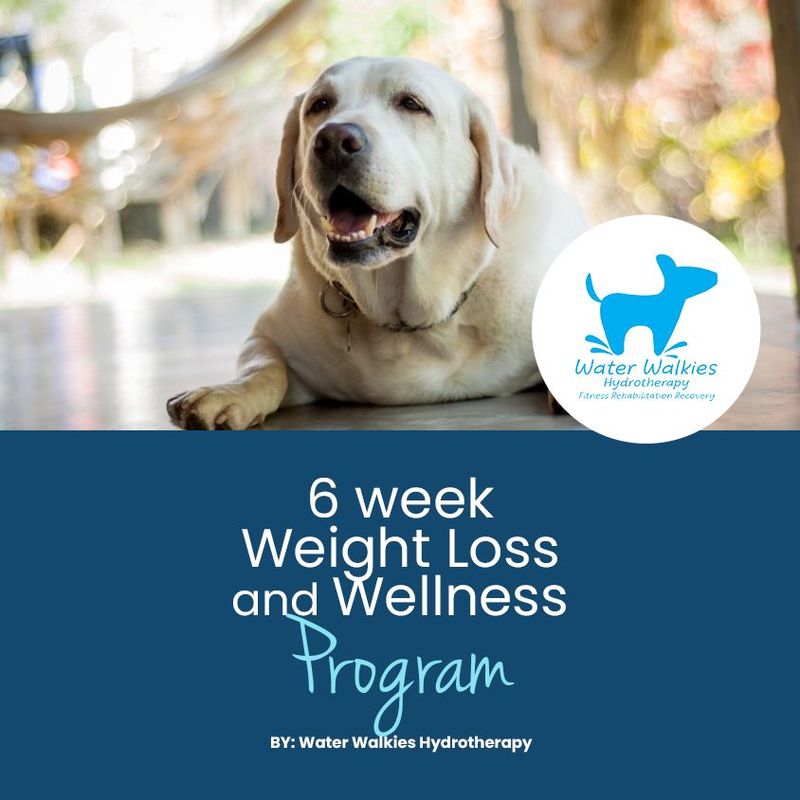 Weight Loss and Wellness Program