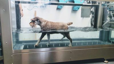 Underwater Treadmill