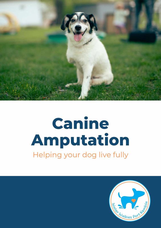 Canine Amputation - Helping your dog live fully