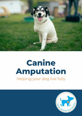 Canine Amputation - Helping your dog live fully