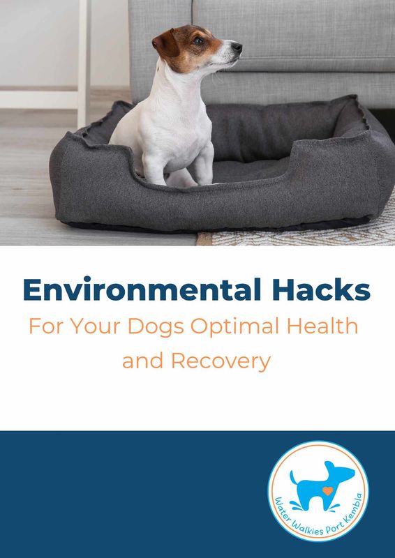 Environmental Hacks For Your Dogs Optimal Health and Recovery